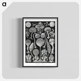 1-45_Ernst-Haeckel_blk-crop