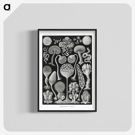 1-45_Ernst-Haeckel_blk-crop