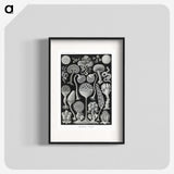 1-45_Ernst-Haeckel_blk