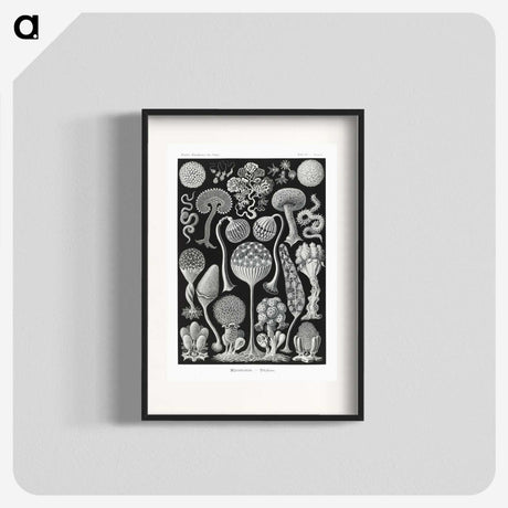 1-45_Ernst-Haeckel_blk