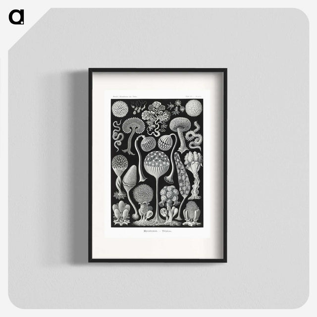 1-45_Ernst-Haeckel_blk