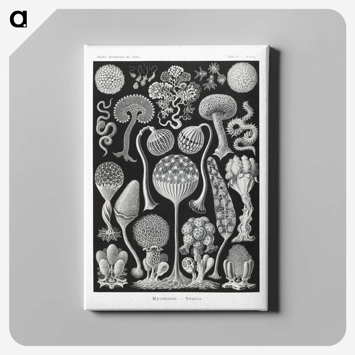1-45_Ernst-Haeckel_canvas