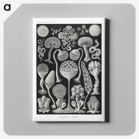 1-45_Ernst-Haeckel_canvas