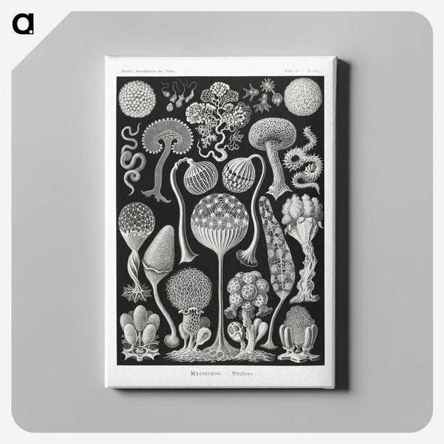 1-45_Ernst-Haeckel_canvas