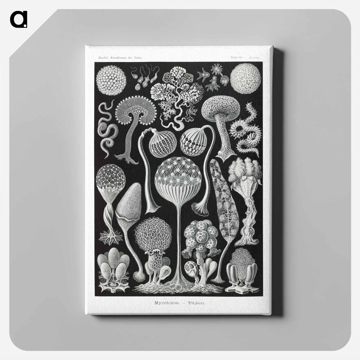 Mycetozoa–Pilztiere - エルンスト ヘッケル Canvas.