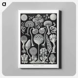 Mycetozoa–Pilztiere - エルンスト ヘッケル Canvas.