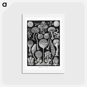 アートポストカード-Mycetozoa–Pilztiere - エルンスト ヘッケル Postcard.