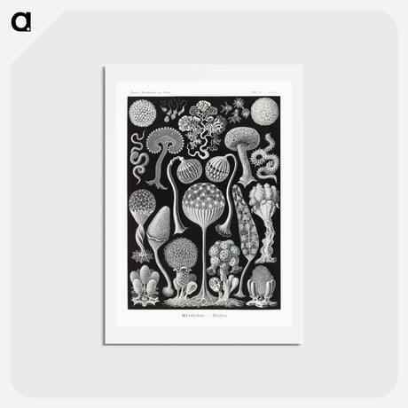 アートポストカード-Mycetozoa–Pilztiere - エルンスト ヘッケル Postcard.