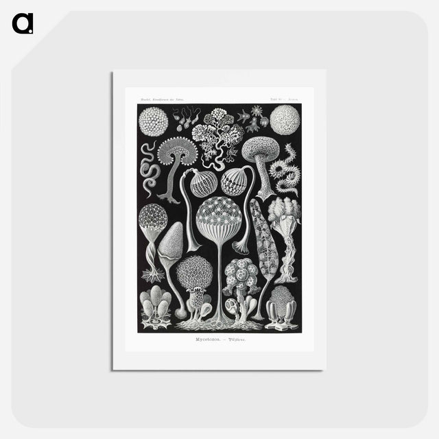 アートポストカード-Mycetozoa–Pilztiere - エルンスト ヘッケル Postcard.