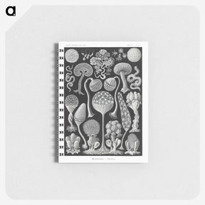 1-45_Ernst-Haeckel_memo