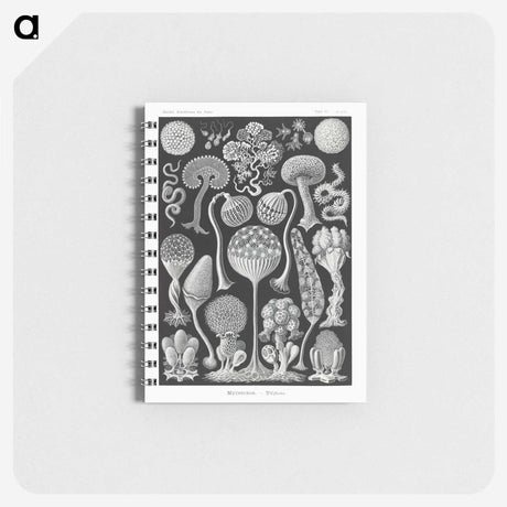 1-45_Ernst-Haeckel_memo