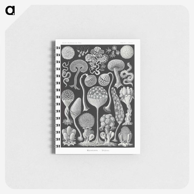 1-45_Ernst-Haeckel_memo