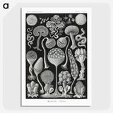 1-45_Ernst-Haeckel_picture-crop