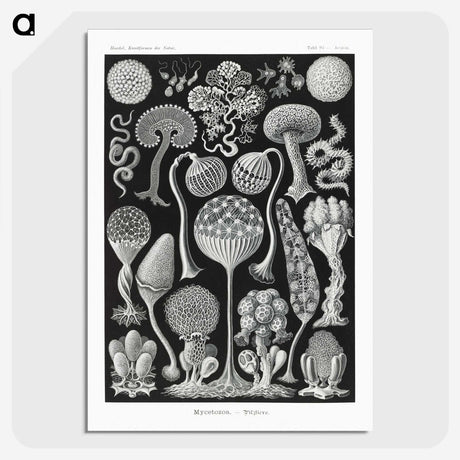 1-45_Ernst-Haeckel_picture-crop
