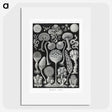 1-45_Ernst-Haeckel_picture