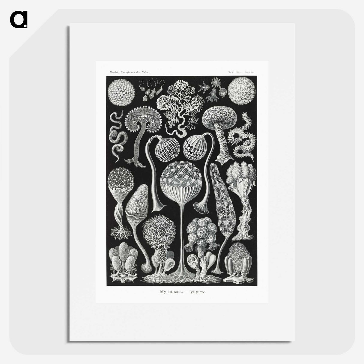 1-45_Ernst-Haeckel_picture