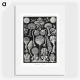 1-45_Ernst-Haeckel_picture