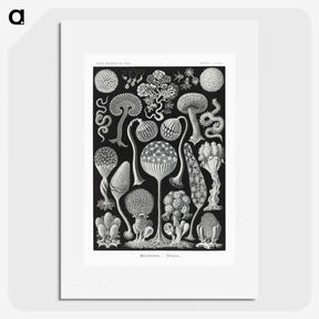1-45_Ernst-Haeckel_picture