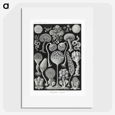 1-45_Ernst-Haeckel_picture