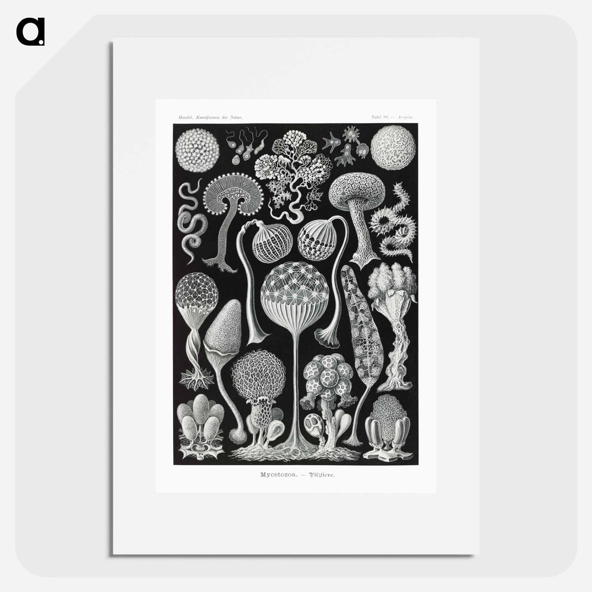 Mycetozoa–Pilztiere - エルンスト ヘッケル Poster.