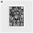 1-45_Ernst-Haeckel_postcard
