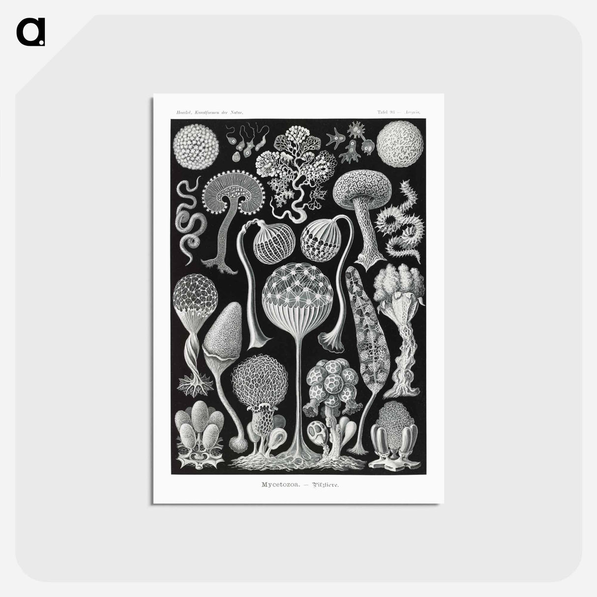 アートポストカード-Mycetozoa–Pilztiere - エルンスト ヘッケル Postcard.