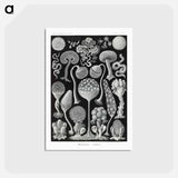 アートポストカード-Mycetozoa–Pilztiere - エルンスト ヘッケル Postcard.