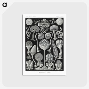 1-45_Ernst-Haeckel_postcard