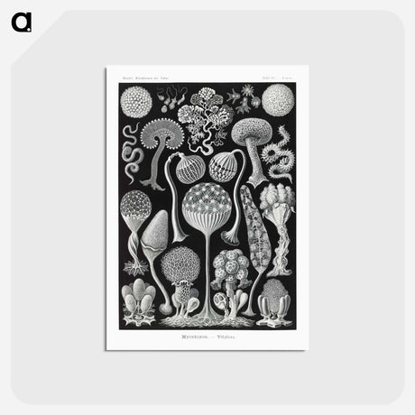 アートポストカード-Mycetozoa–Pilztiere - エルンスト ヘッケル Postcard.