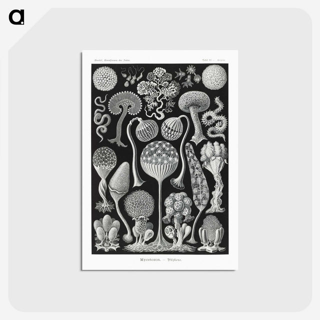 1-45_Ernst-Haeckel_postcard