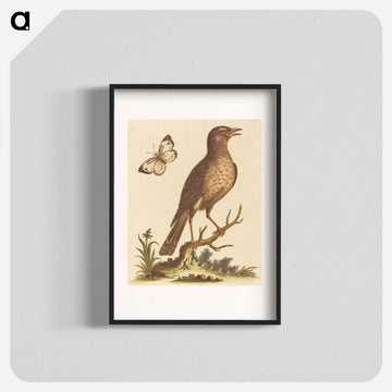 Brown Bird with a Butterfly
 - ジョージ エドワーズ Poster.