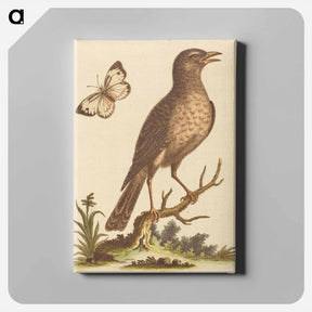 アートパネル-Brown Bird with a Butterfly
 - ジョージ エドワーズ Canvas.