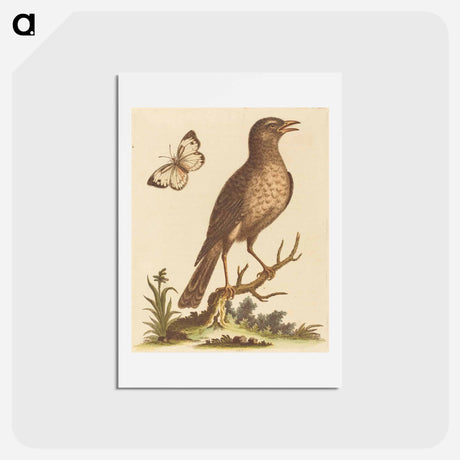 アートポストカード-Brown Bird with a Butterfly
 - ジョージ エドワーズ Postcard.