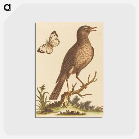 アートポストカード-Brown Bird with a Butterfly
 - ジョージ エドワーズ Postcard.
