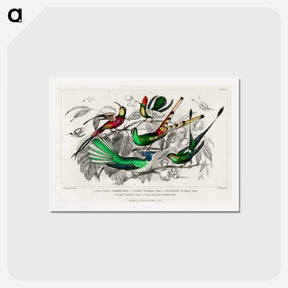 アートポストカード-Hummingbird Varieties
 - ゴールドスミスの生き生きとした自然 Postcard.
