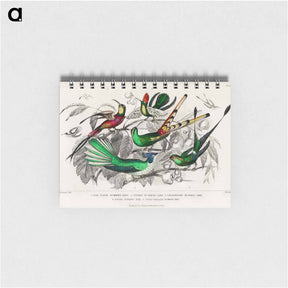 アートメモ帳-Hummingbird Varieties
 - ゴールドスミスの生き生きとした自然 Memo.