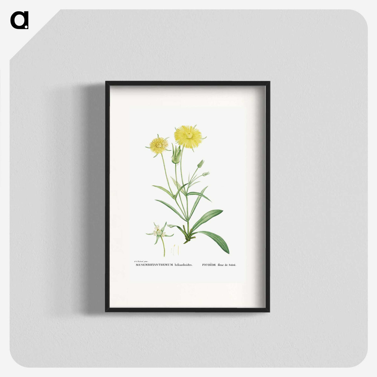1-45_Histoire-des-Plantes-Grasses_blk