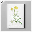 1-45_Histoire-des-Plantes-Grasses_canvas