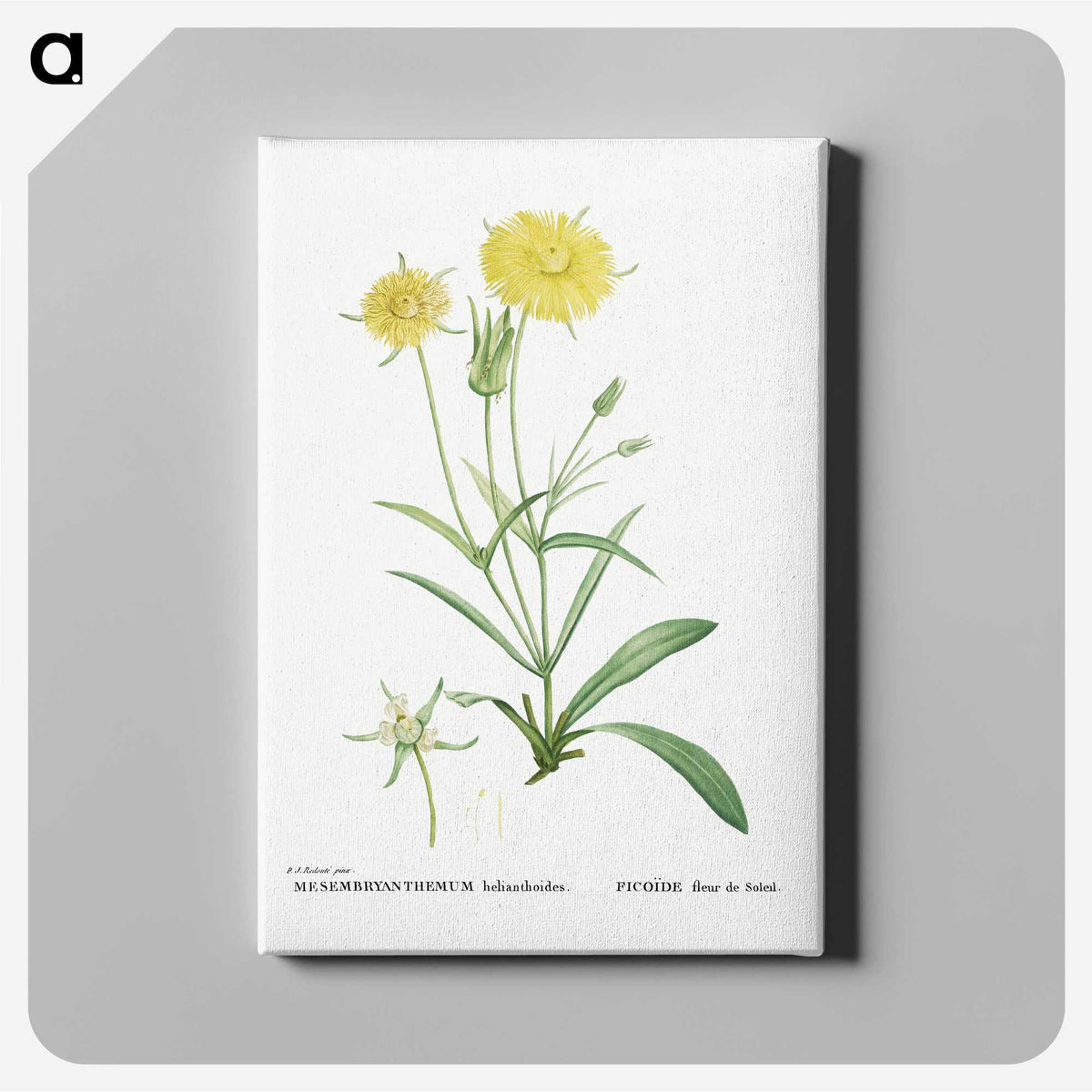 1-45_Histoire-des-Plantes-Grasses_canvas