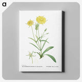 1-45_Histoire-des-Plantes-Grasses_canvas