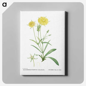 1-45_Histoire-des-Plantes-Grasses_canvas
