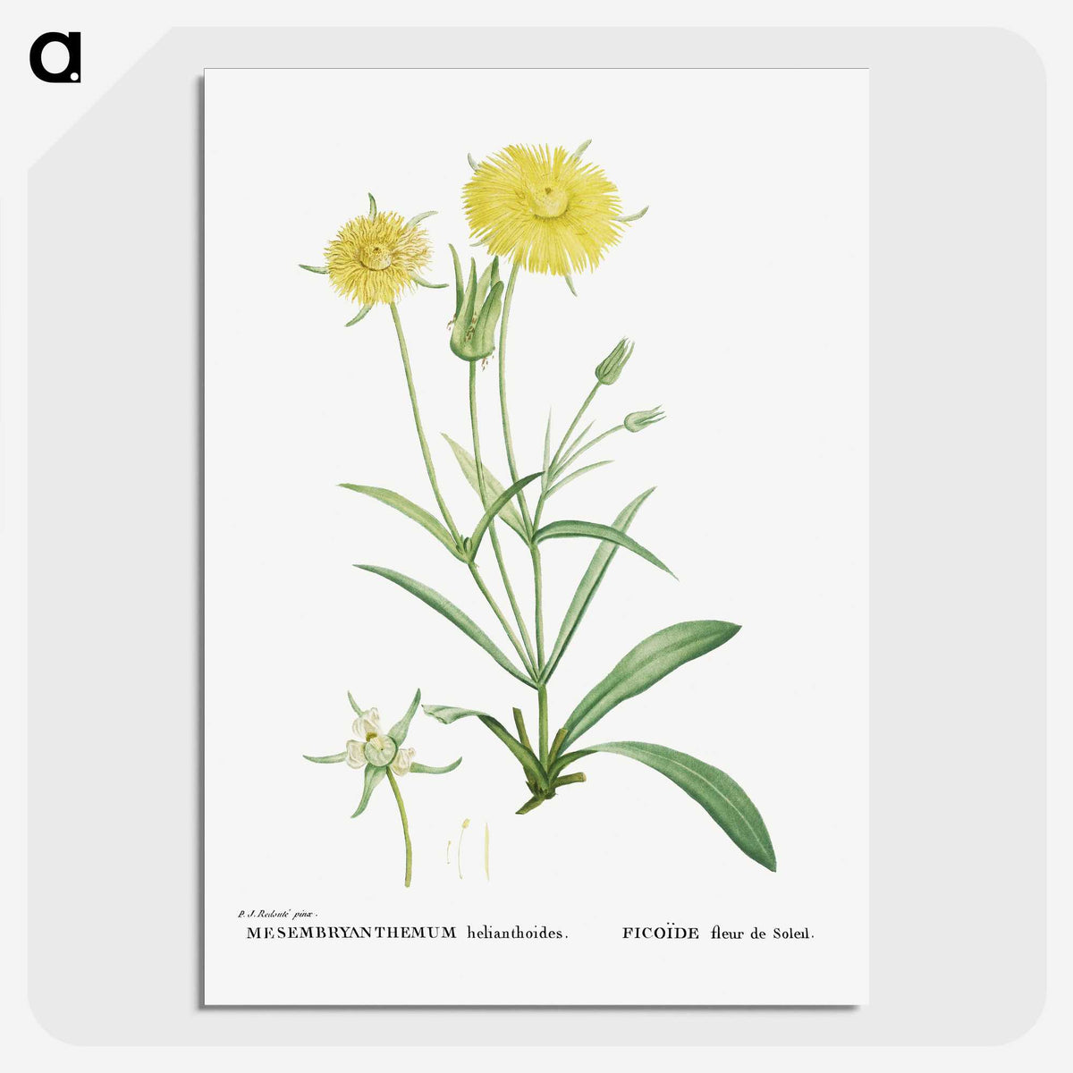 1-45_Histoire-des-Plantes-Grasses_picture-crop