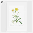 1-45_Histoire-des-Plantes-Grasses_picture