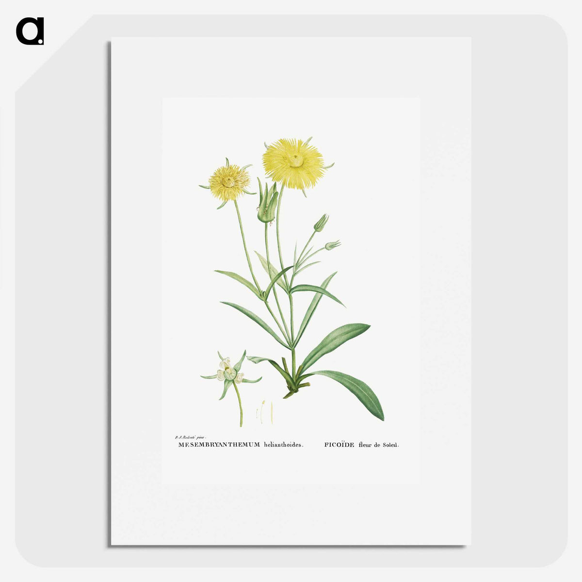1-45_Histoire-des-Plantes-Grasses_picture