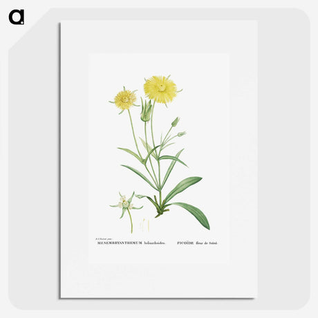 1-45_Histoire-des-Plantes-Grasses_picture