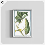 1-45_Hortus-Romanus-Botanical-Plates_blk-crop