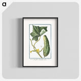 1-45_Hortus-Romanus-Botanical-Plates_blk