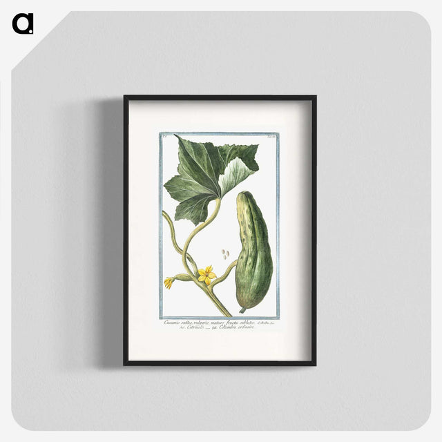 1-45_Hortus-Romanus-Botanical-Plates_blk