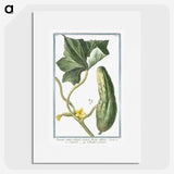 1-45_Hortus-Romanus-Botanical-Plates_picture