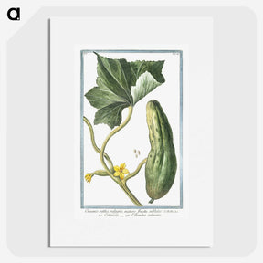 1-45_Hortus-Romanus-Botanical-Plates_picture